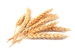 wheat